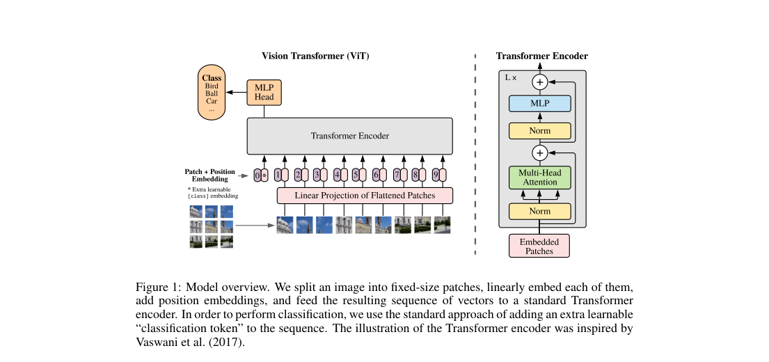 Architecture diagram: an image is divided into fixed-size patches, each patch is linearly projected, a class token and position embeddings are added, and the resulting sequence is processed by stacked Transformer encoder blocks with multi-head attention and MLP layers.